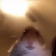 Traqii